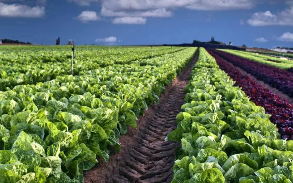 About Lead Image Farm Platform Qczxtrnxi3kkghjb4day1oc6ki7xbmzctcw1fnvybi